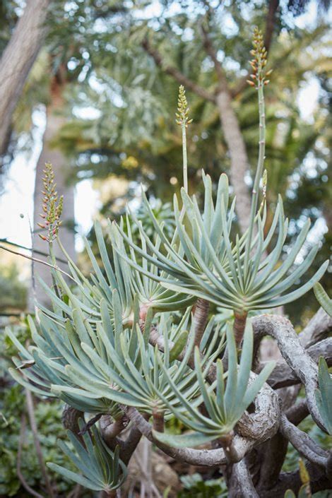 How To Grow Aloe Plants Garden Design