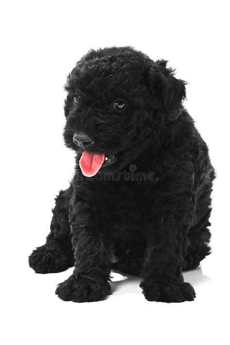 Corded Puli Hungarian Herding Dog Stock Image Image Of Doggy Cords