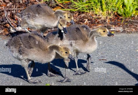 Canadian Geese Goslings In Victoria Bc Canada Stock Photo Alamy