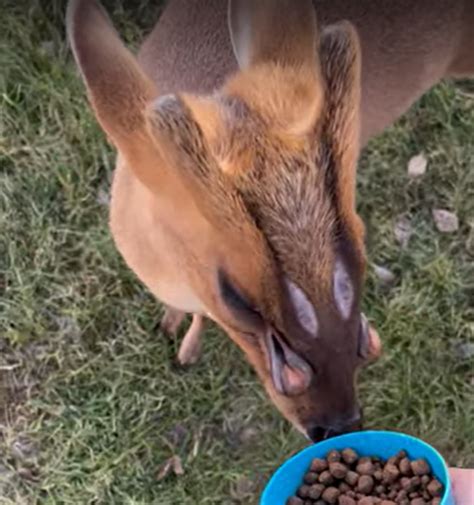 Muntjac Deer Scent Glands Youtube At Caitlyn Lavater Blog
