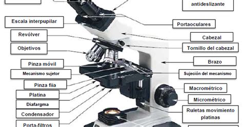 Microscopia En La Escuela Secundaria