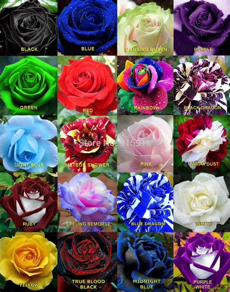 Multy Color Roses Flower Seeds Bonsai X Rare Multi Colors