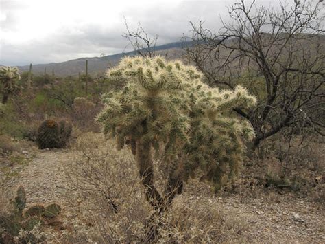 Cactus Forest Drive Saguaro National Park 12 Saguaro Nati Flickr