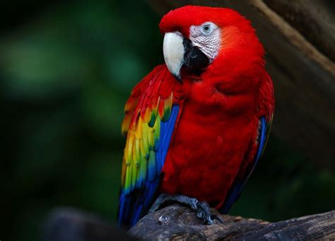 Macaws as Companion Parrots, What You Need to Know