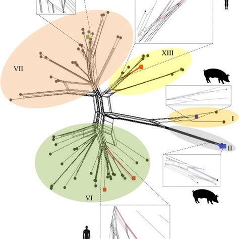 Neighbour Net Based Evolutionary Network Including All Available