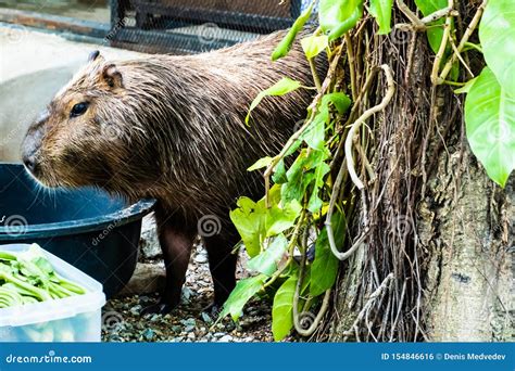 Capybara Largest Rodent In The World Capybara Sitting On Green Grass