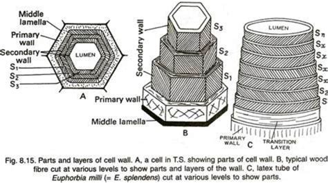 Structure of Cell wall - EXAM A2Z