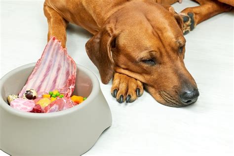 Gastroenteritis in Dogs - Symptoms, Causes and Treatment Options ...
