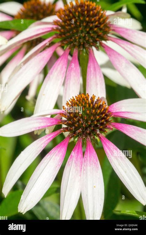 White Coneflower, Echinacea purpurea "Pretty Parasols", Echinacea Flower Stock Photo - Alamy