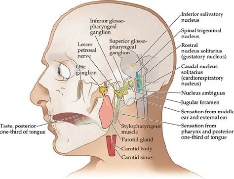 Tonsillar Fossa Glossopharyngeal Nerve