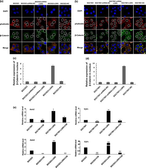 Lgr Regulates Expression And Location Of Catenin And Expression Of