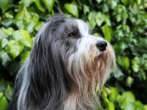 Bearded Collie Dog Breed Info Stats With Photos And Videos