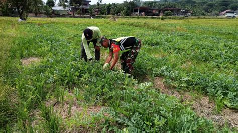 Babinsa Koramil Samalanga Dampingi Petani Cek Pertumbuhan Tanaman