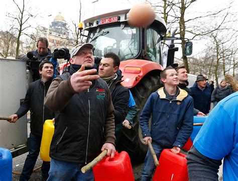 Belgium Farmers Herd Cows And Pigs Into Brussels And Spray Milk At Eu