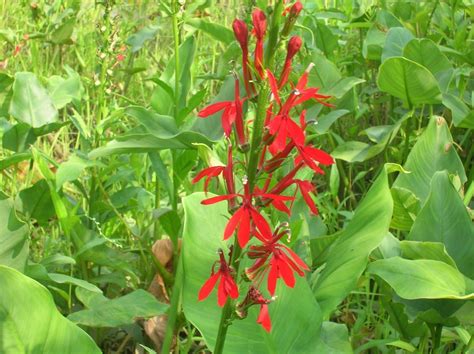 South Jersey Native Plants August 2013 Plant Of The Month Cardinal Flower Lobelia Cardinalis