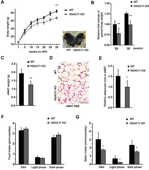 Hdac11 Deficiency Prevents High Fat Diet Induced Obesity And Metabolic