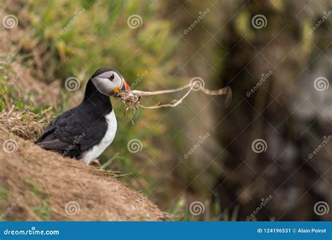 A Puffin with a Branch in Its Beak Stock Image - Image of close, food ...