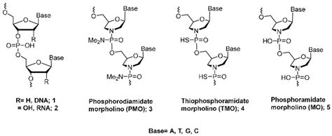 Chemical structure of morpholino oligonucleotides. | Download ...