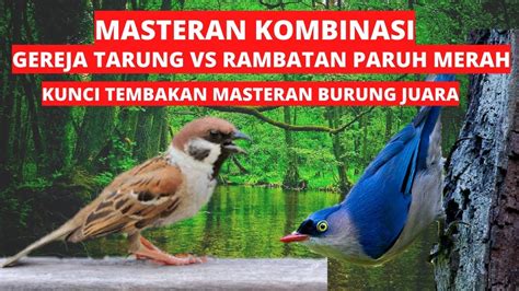 Masteran Kombinasi Gereja Tarung Vs Rambatan Paruh Merah Kunci Materi