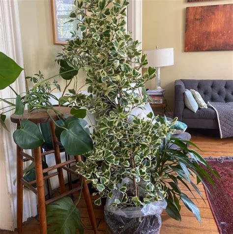 Ficus Triangularis Variegata Bush Form Live Tropical Plant Available