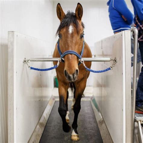 Equine Dry Treadmill Fmbs Pro Range Fmbs Therapy Systems