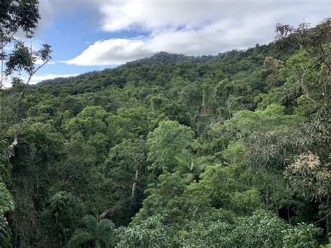 A Complete Overview Of The Daintree Discovery Centre Australia