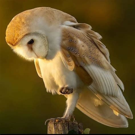 Flickriver Searching For Photos Matching Barn Owl In Flight Artofit