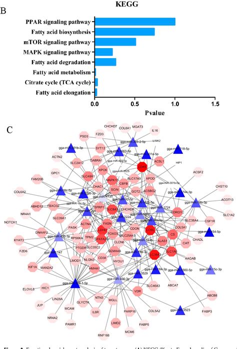 Figure 3 From Gga Mirna 18b 3p Inhibits Intramuscular Adipocytes