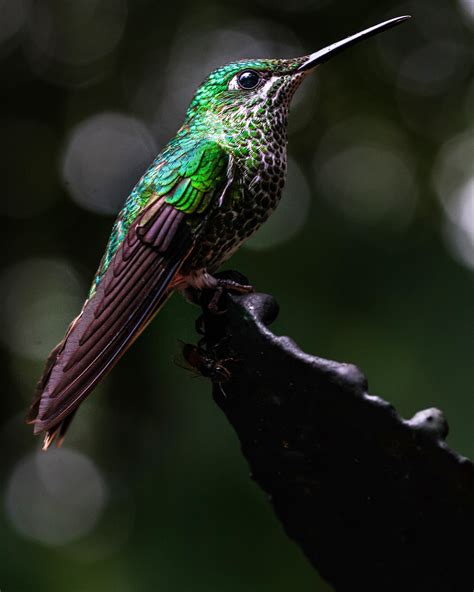 Female Green Crowned Brilliant Monteverde Costa Rica Scrolller