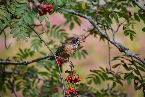 american robin bird berries  photo  pixabay