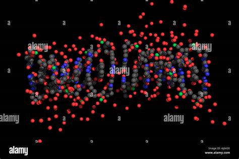 DNA double helix Stock Photo - Alamy