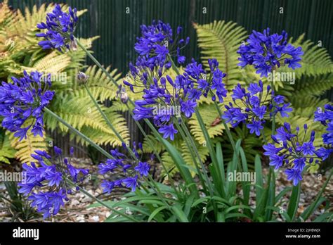 Agapanthus Brilliant Blue African Lily Stock Photo Alamy