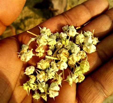 Gokhru Chota Gokhroo Chota Tribulus Terrestris Seeds Small