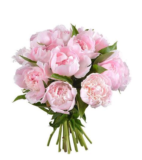 Light Pink Peonies Bouquet - Fresh Blooms Same Day Peonies Delivery