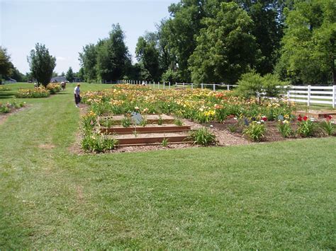 Louisville Area Daylily Society - BLACK HORSE GARDEN 021