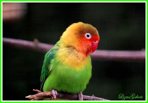 Неразлучник Фишера птица фото голос/ Agapornis fischeri (Agapornis ...