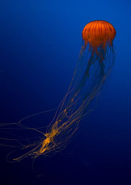 Brown Jellyfish With Tentacles Swimming In Kaiyukan Aquarium Kansai