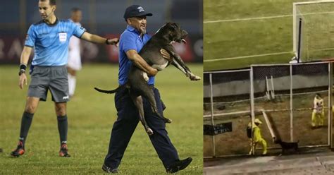 VIDEO momento exacto cuando Káiser el perro entra a la cancha del