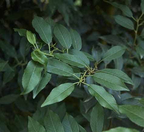 Laurier Du Portugal Plantation Taille Et Entretien