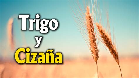 Trigo Y Ciza A Una Par Bola Para Reflexionar Youtube