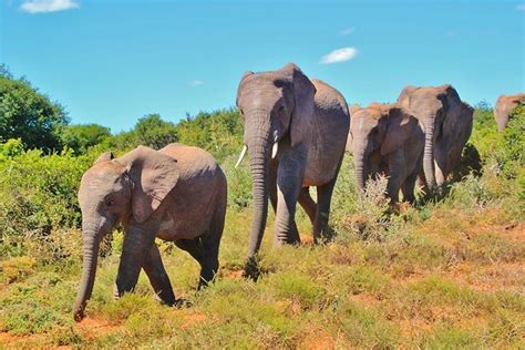 Parc National Des Eléphants Daddo En Afrique Du Sud Tropicalement Vôtre