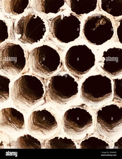 Abstract View Into A Wasp Nest Stock Photo Alamy