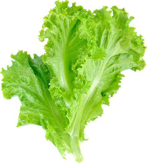 Romaine Lettuce Leaf Vegetable Salad Leaf Lettuce Vegetable Png