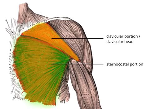 082 The Origin, Insertion, and Action of Pectoralis Major | Interactive ...