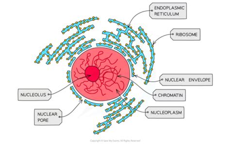 A Cell Structure And Division Flashcards Quizlet