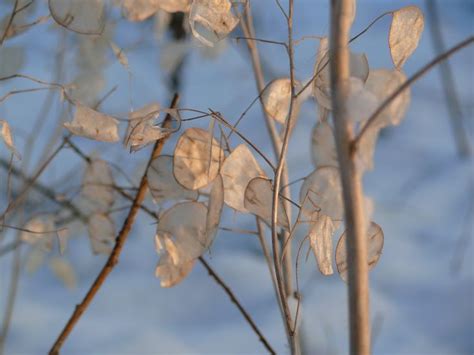 Money Plant In Winter Snow On A Sunny Day In Our Garden Judaspenning