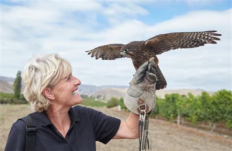 New Zealand falcon/kārearea: New Zealand native land birds