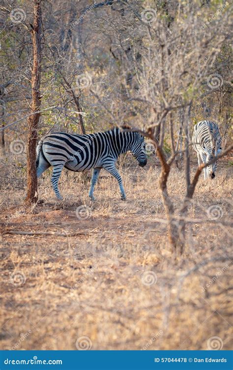 Two Zebra Is Seen Among Trees At The Kruger National Park Stock Photo