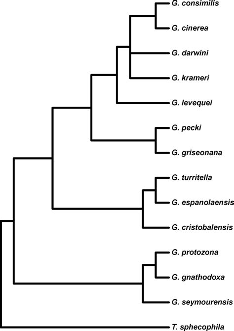 One Of 16 Equally Parsimonious Trees Resulting From The Maximum