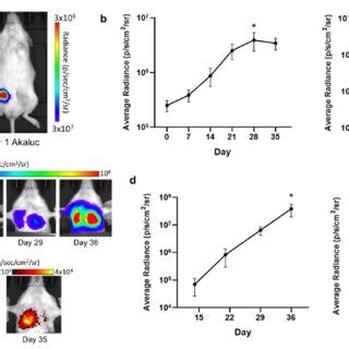 Dual Bioluminescence Imaging Bli Of Antares And Akaluc Mammary Fat